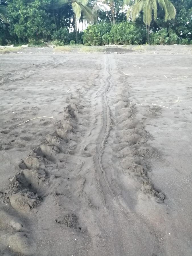 Hospedaje Meryscar Tortuguero Luaran gambar