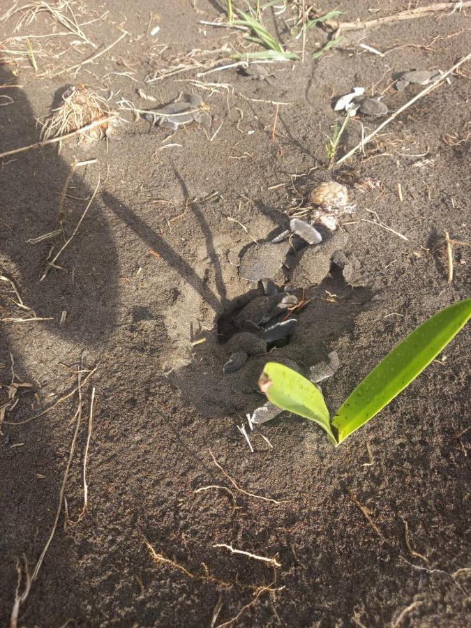 Hospedaje Meryscar Tortuguero Luaran gambar