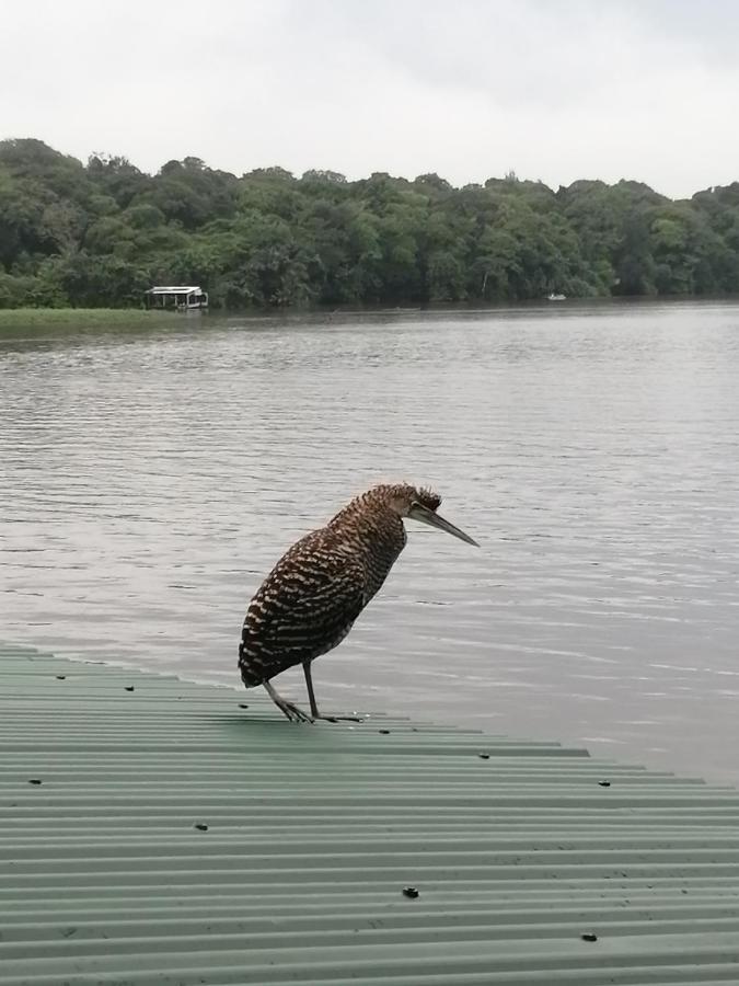 Hospedaje Meryscar Tortuguero Luaran gambar