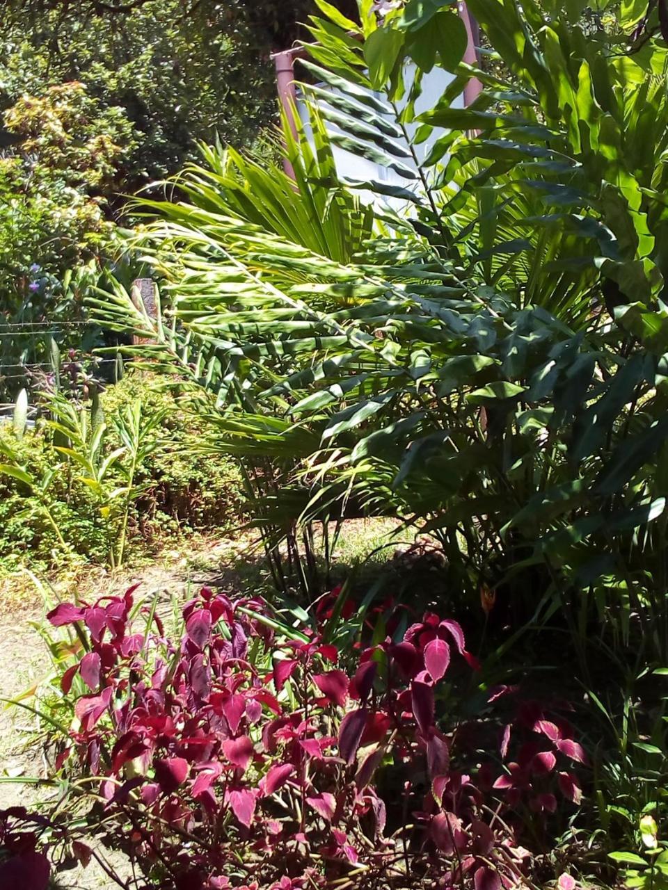 Hospedaje Meryscar Tortuguero Luaran gambar