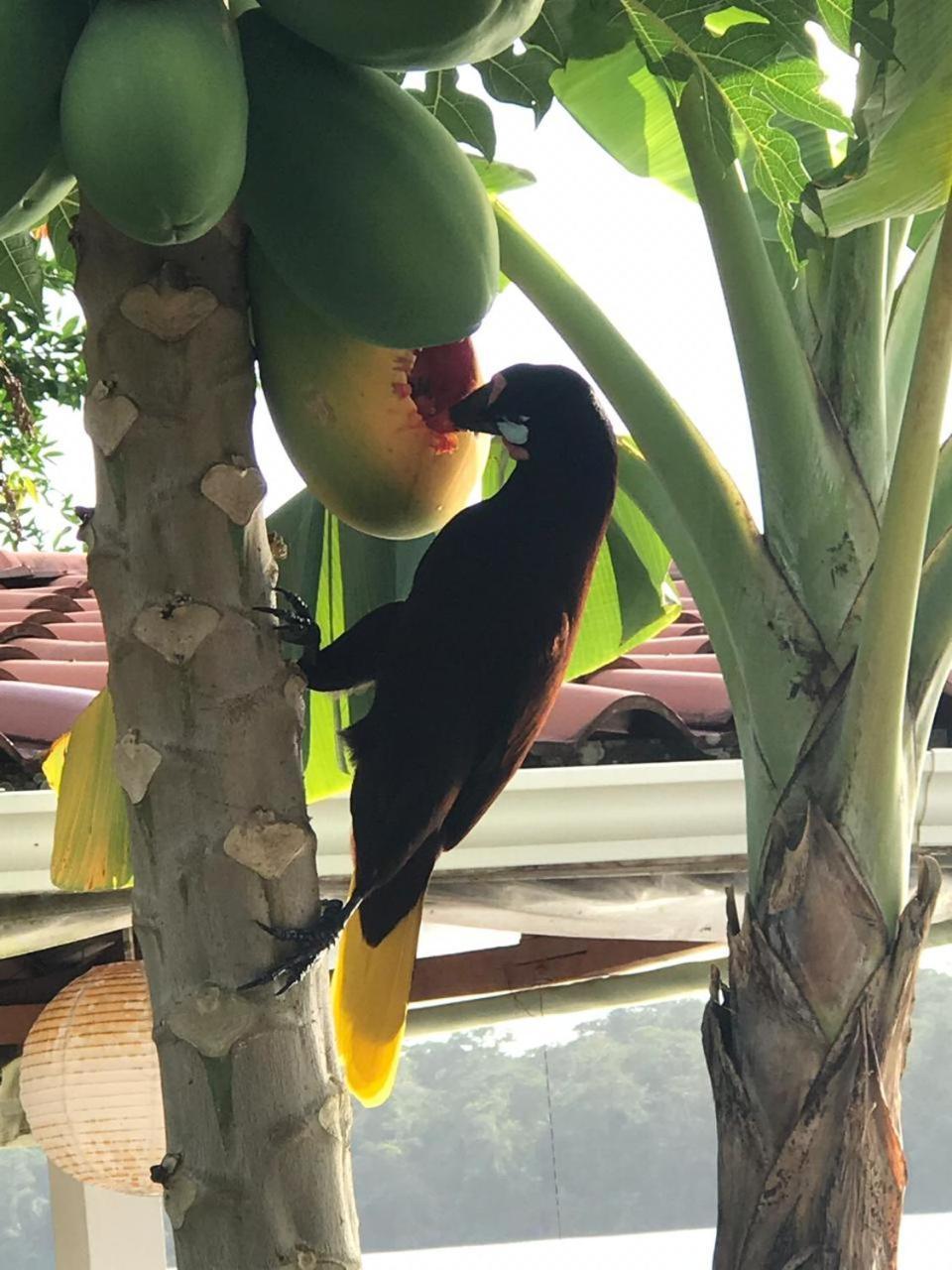 Hospedaje Meryscar Tortuguero Luaran gambar
