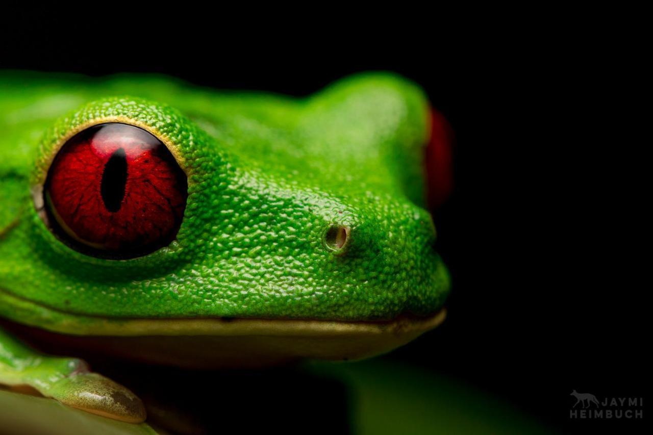 Hospedaje Meryscar Tortuguero Luaran gambar